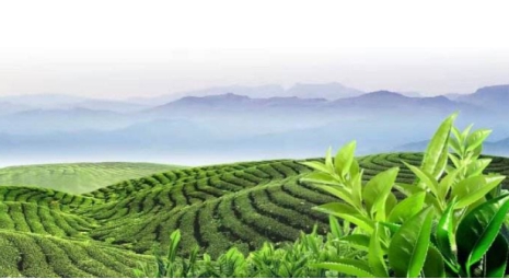 十大茶叶基本常识懂5条以上算你厉害！