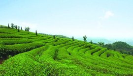 茶叶的功效是什么