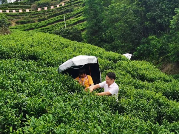 关于茶叶的基本知识