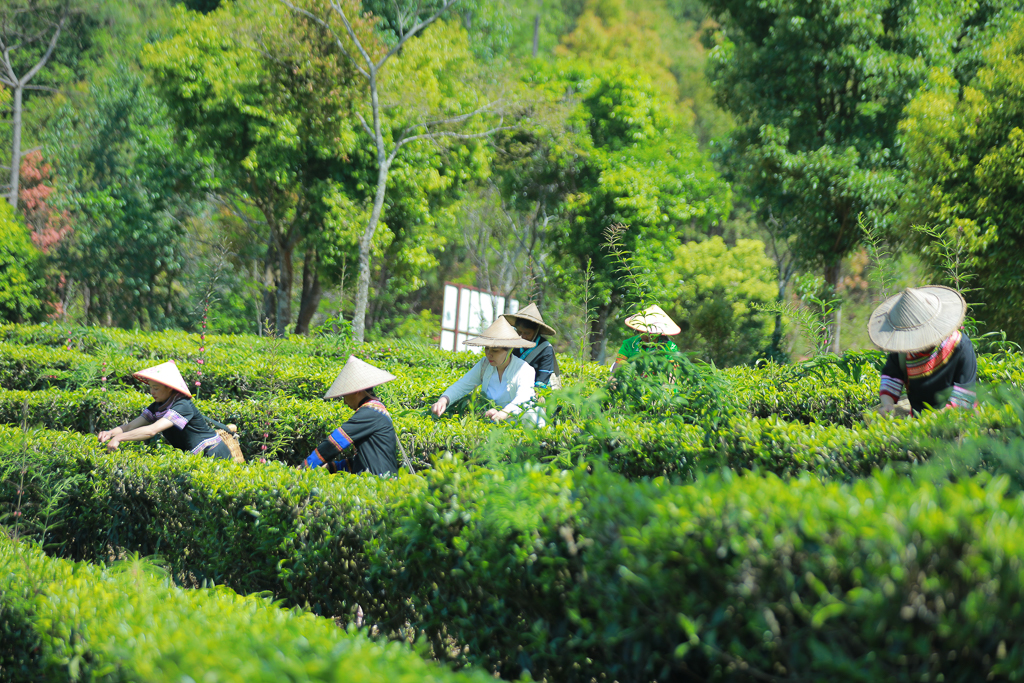 茶叶基本知识有哪些