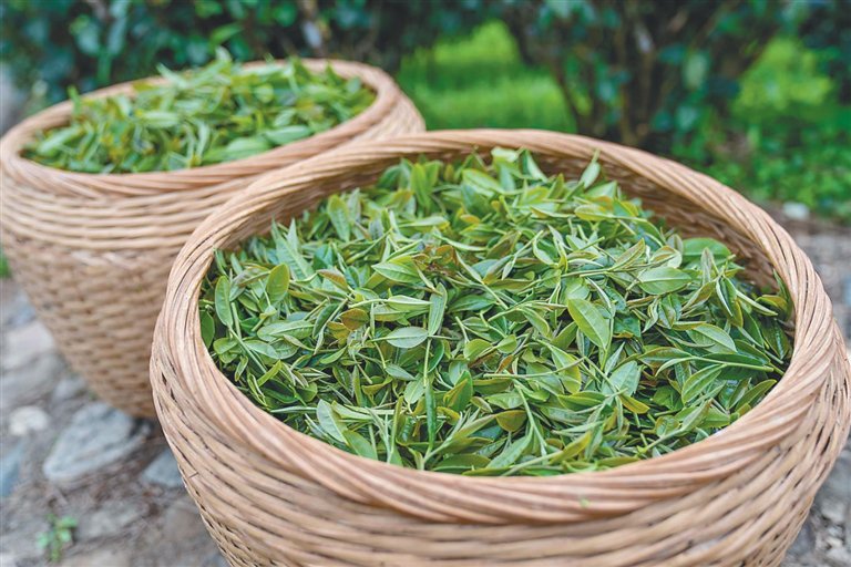 茶香飘千里绿叶富万家