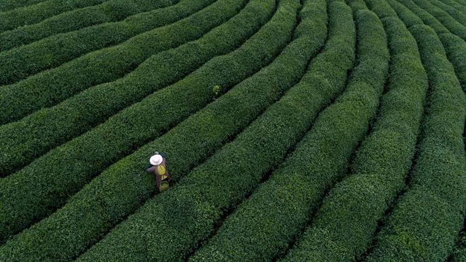 世界十大茶叶品牌中无一上榜中国茶叶品牌到底缺了啥！(图1)