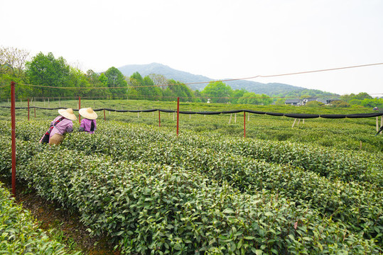 传统茶里的“年轻态”——第五届中国国际茶叶博览会现场观察