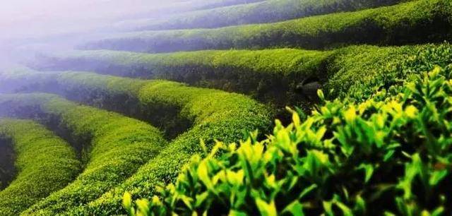 《八位大师敬你一杯中国好茶》小罐茶品牌宣传片