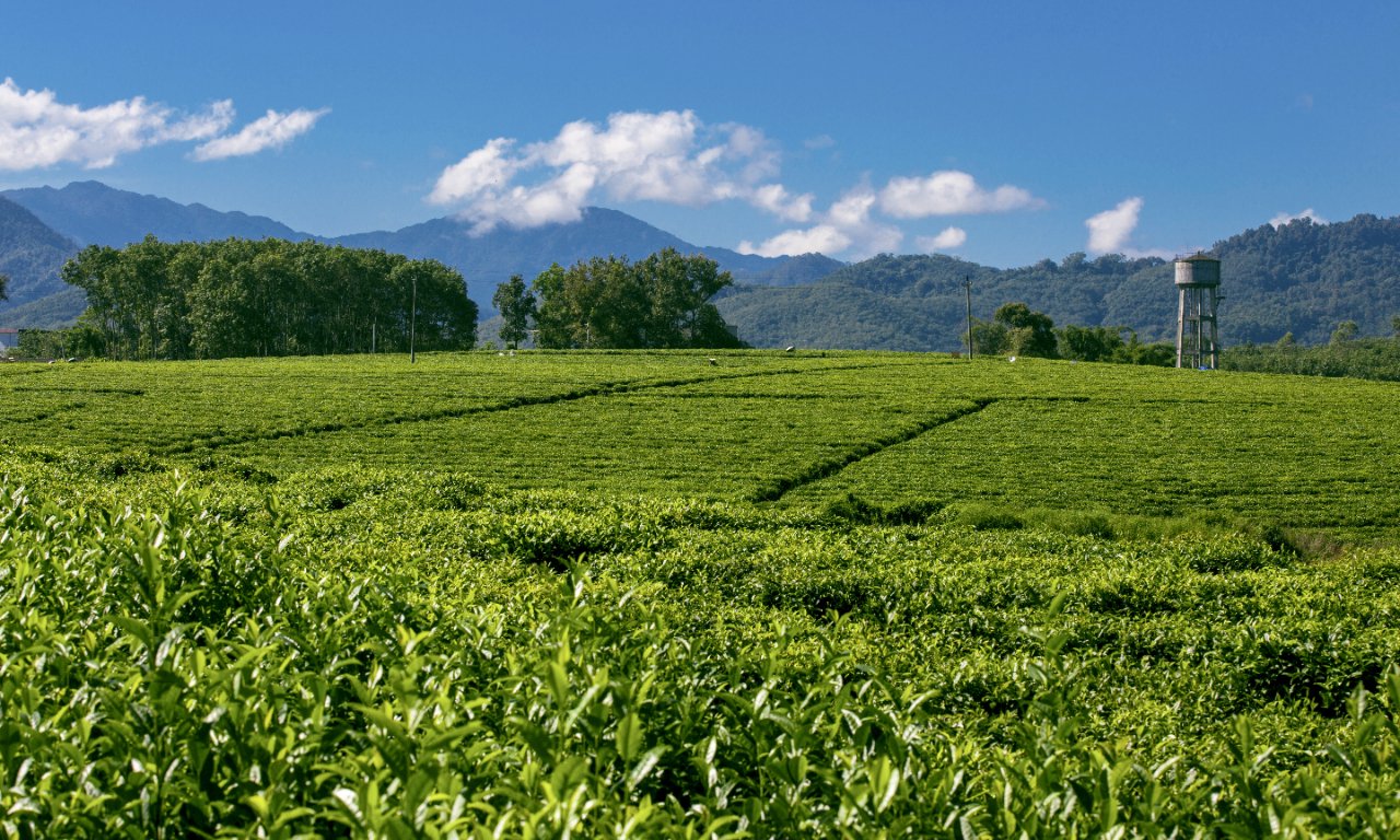 贵价茶叶产区成谜竹叶青茶是“行业黑马”还是“韭菜镰刀”？