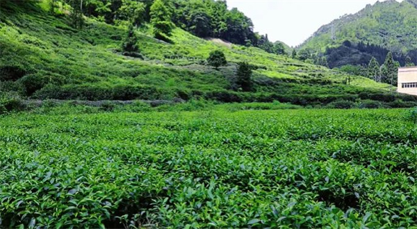茶叶的家常做法