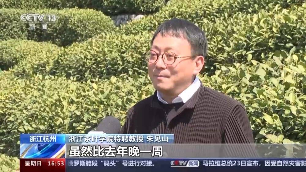 春暖茶香 全国多个茶叶主产区进入采摘期(图1)