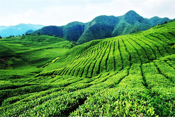 茶叶十大品牌排行榜
