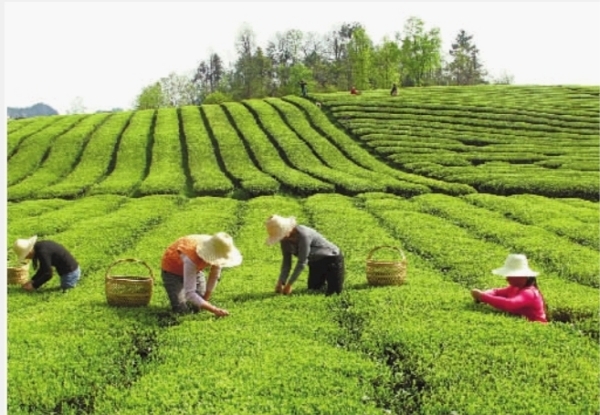 源起蒙顶千秋颂茶和天下万里同