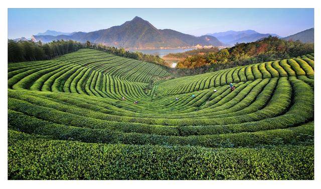 超出片！来文成“茶园秘境”体验别样“茶文化”→