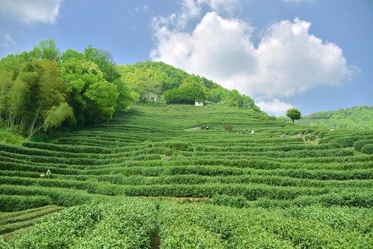 黟县西递镇：西递荒野茶抢“鲜”开采