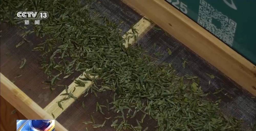 绿茶生产交易进入高峰期 “明前茶”集中上市 有何特点？(图2)