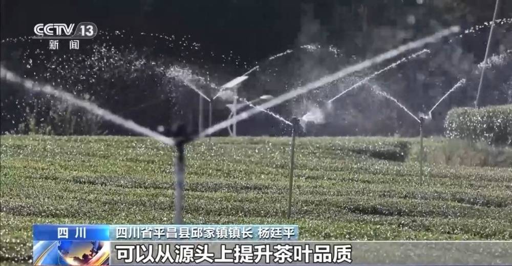 绿茶生产交易进入高峰期 “明前茶”集中上市 有何特点？(图3)