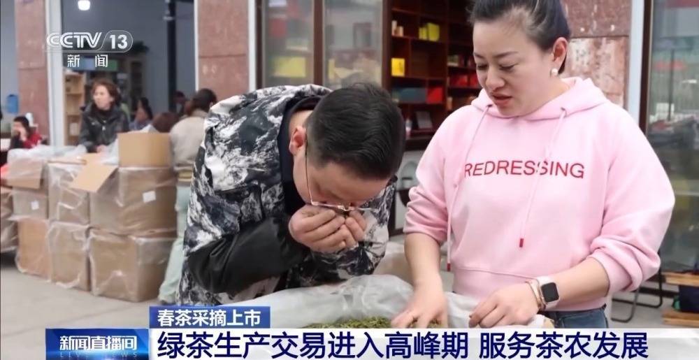 绿茶生产交易进入高峰期 “明前茶”集中上市 有何特点？(图7)