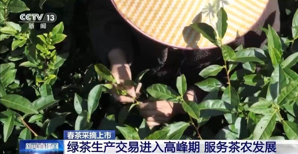 绿茶生产交易进入高峰期 “明前茶”集中上市 有何特点？(图8)