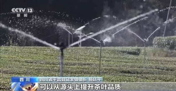 绿茶生产交易进入高峰期 “明前茶”集中上市有何特点(图3)