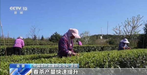 绿茶生产交易进入高峰期 “明前茶”集中上市有何特点(图1)