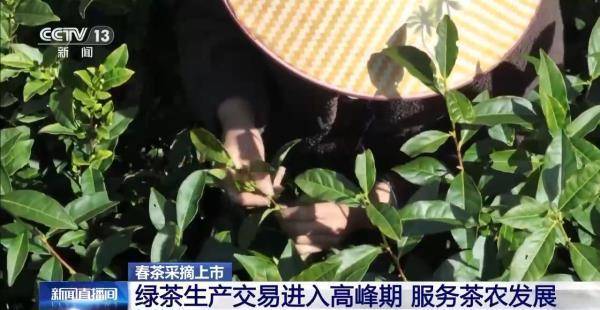 绿茶生产交易进入高峰期 “明前茶”集中上市有何特点(图8)