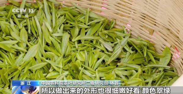 绿茶生产交易进入高峰期 “明前茶”集中上市有何特点(图10)