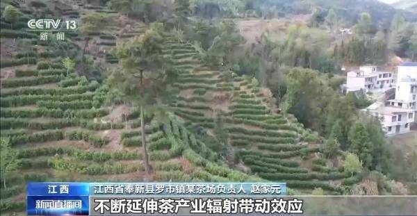 绿茶生产交易进入高峰期 “明前茶”集中上市有何特点(图6)