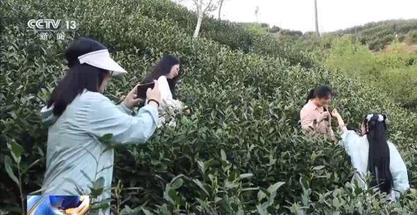 绿茶生产交易进入高峰期 “明前茶”集中上市有何特点(图5)