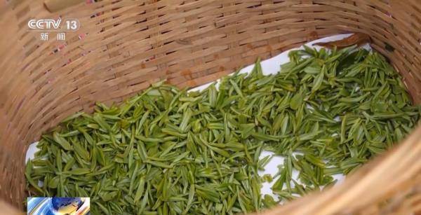 绿茶生产交易进入高峰期 “明前茶”集中上市有何特点(图12)