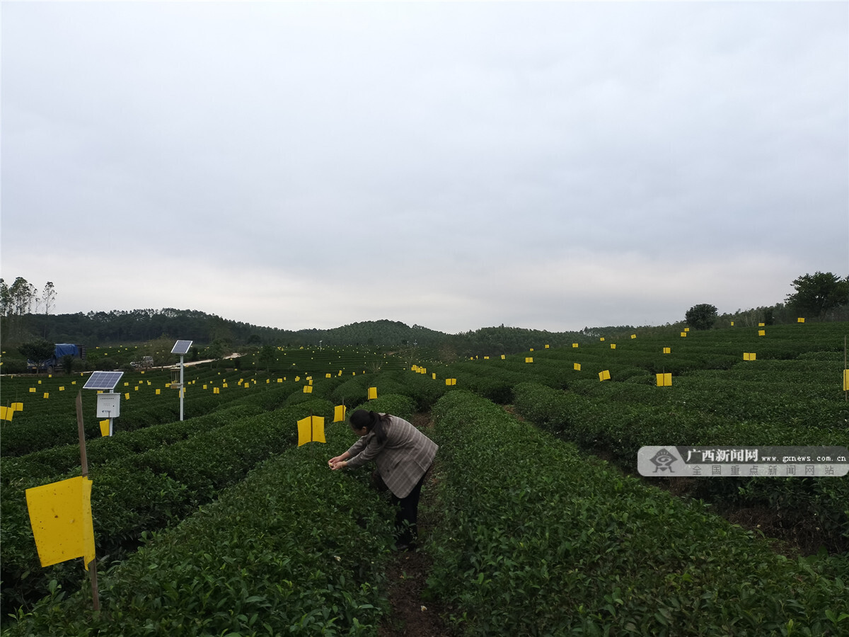 天价茶叶又来了！泛茶难道也要暴雷？
