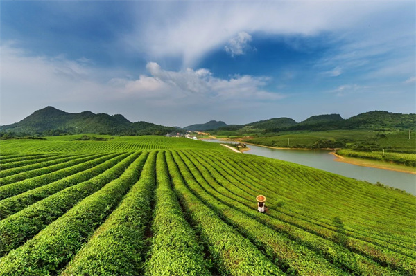 春茶吐新绿茶香引客来