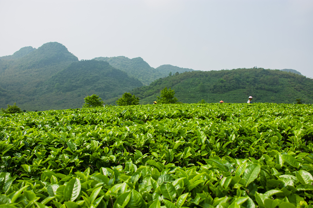 霍山诸佛庵镇：小茶苗“育”出大产业