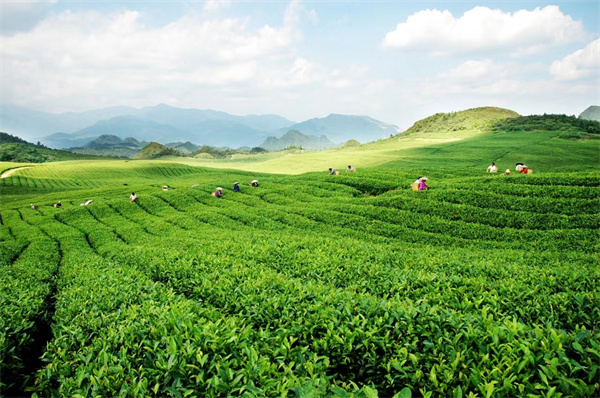 茶叶青青香飘三秦——陕西积极推动茶产业高质量发展