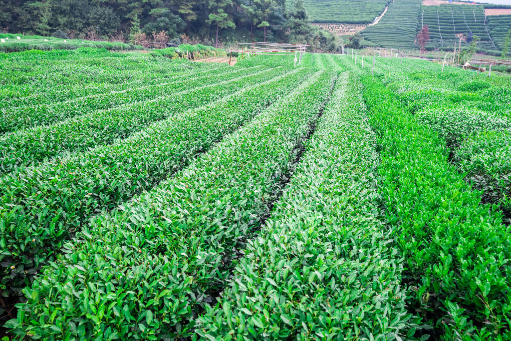 从大山走出的干净茶金尘茶凭什么圈粉年轻人？