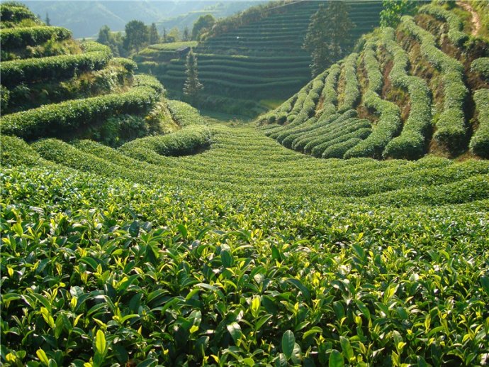 茶叶包装再瘦身让消费回归理性