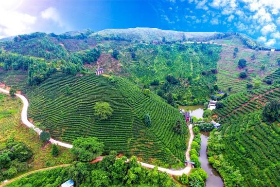 30万亩茶叶进入采摘黄金期湖北大悟公安全力以赴“护茶香”！