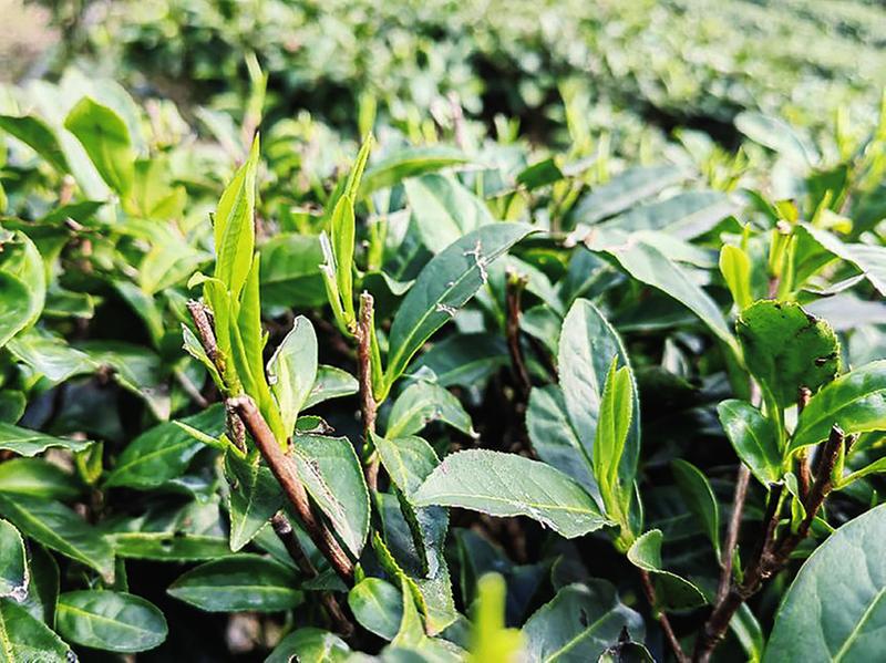 十大名茶、十大名酒、十大名烟排行榜！你认识几个？