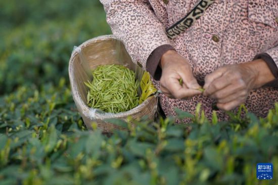 四季春茶属于什么茶？夏茶、秋茶和春茶有什么差别？